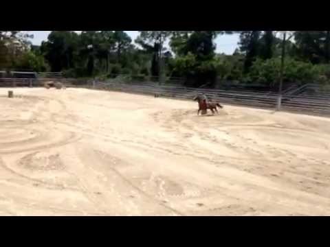 10 year old registerd 2 eyed jack gelding. Rooster