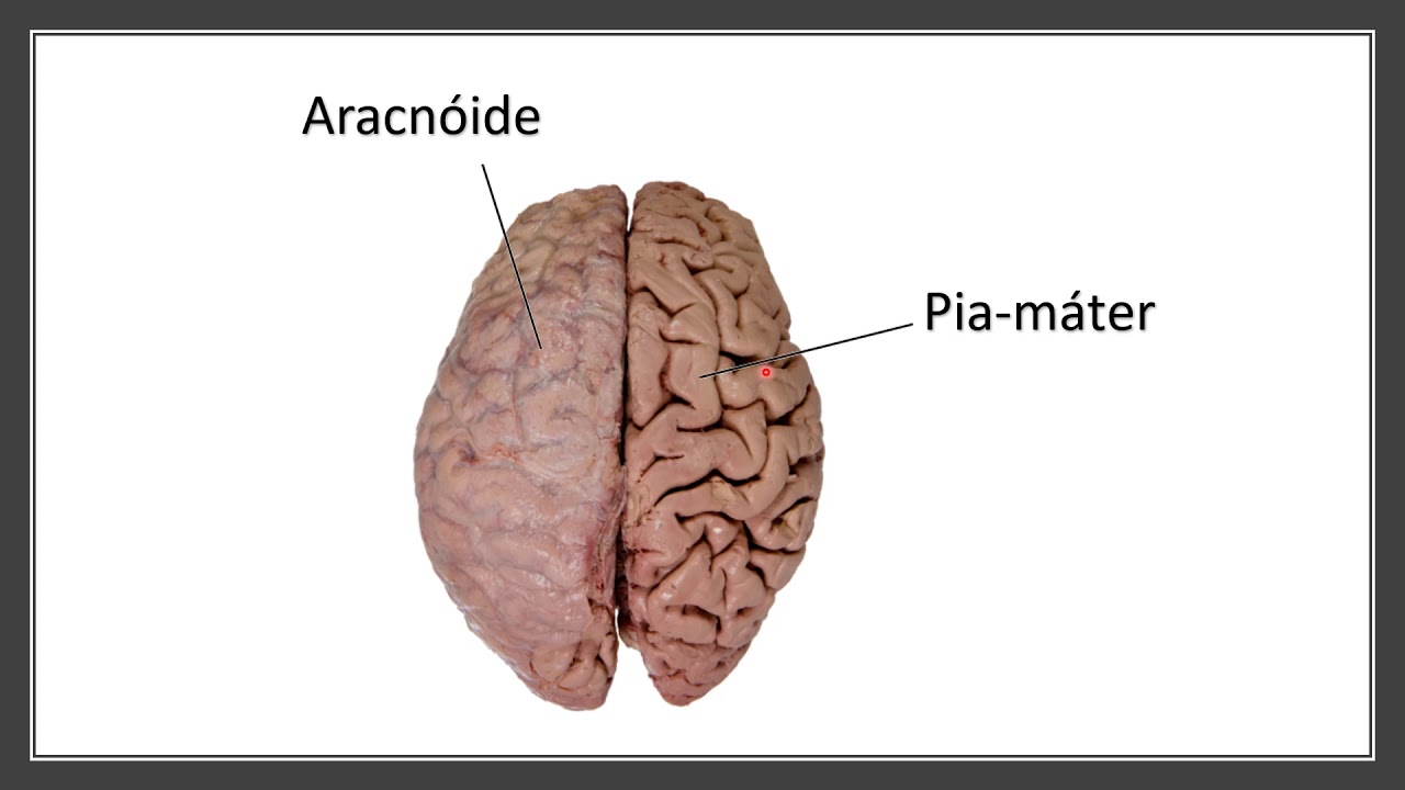 MENINGES, VENTRÍCULOS CEREBRAIS E LÍQUOR