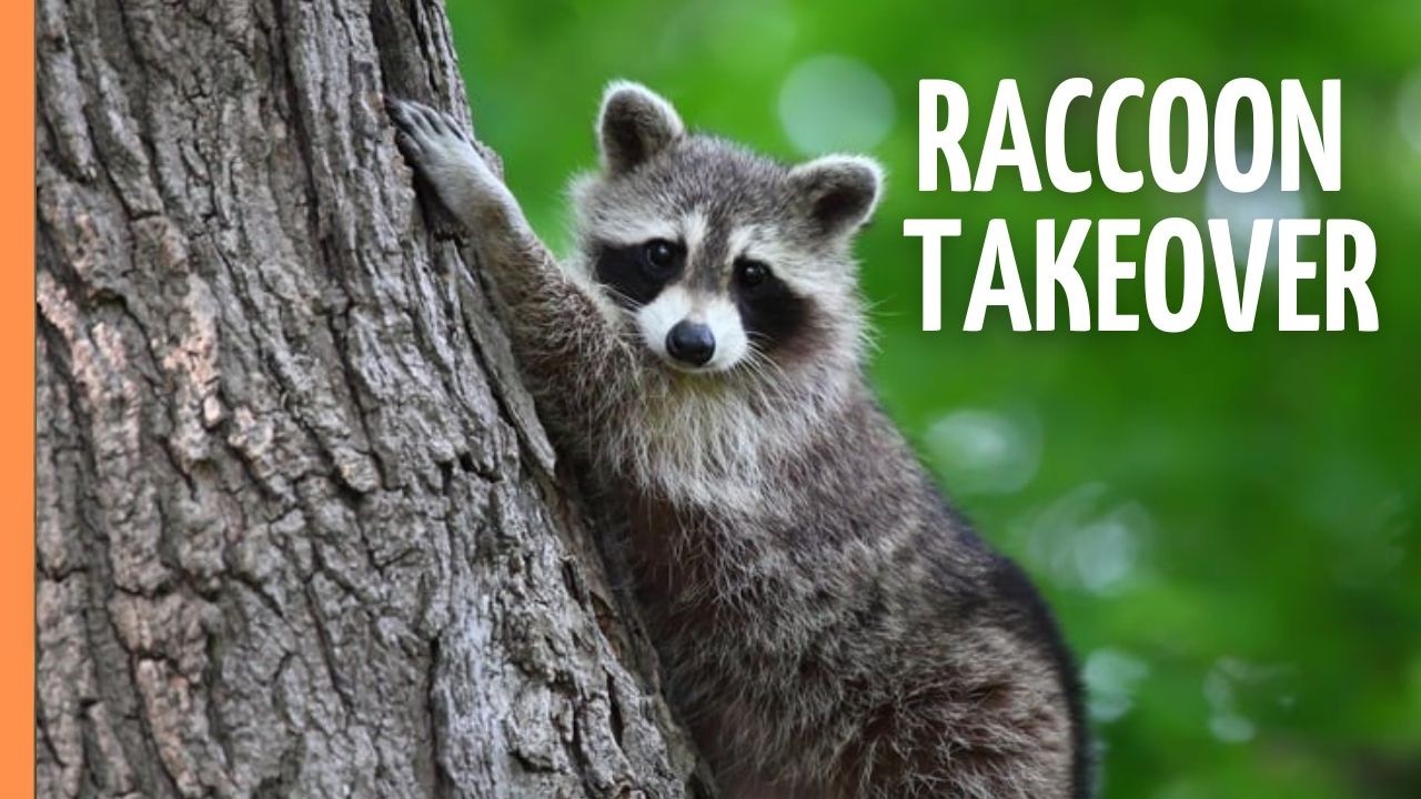 The 10 Best Documentaries About Raccoons