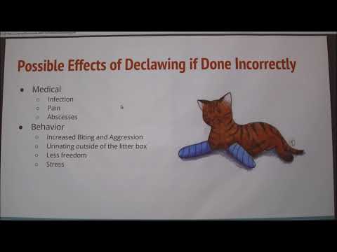 Declawing in Cats (Pros/Cons)