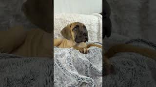 Video preview image #1 Mutt Puppy For Sale in Goodyear, AZ, USA