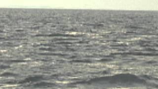 preview picture of video 'Dolphins in Chesapeake Bay'