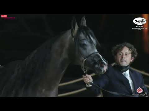N 357 RDS ARMANI   Katara Int  Arabian Horse Festival 2022   Colts 3 Years Old Class 6A