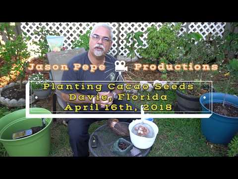 Growing Chocolate Trees in Florida - Germinating Cacao seeds - How to plant cacao seeds