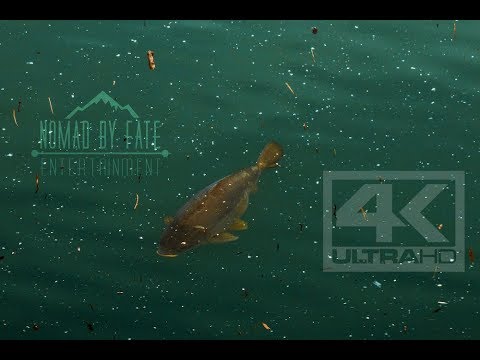 BIG CARP 40 45 lbs +  BIG PUBLIC LAKE-  4K ULTRA HD