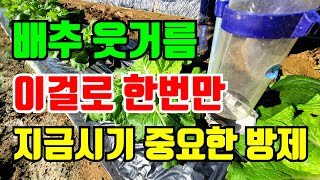 배추 웃거름주는 시기 이것으로 한번에 끝! 지금시기에 배추 중요한 것