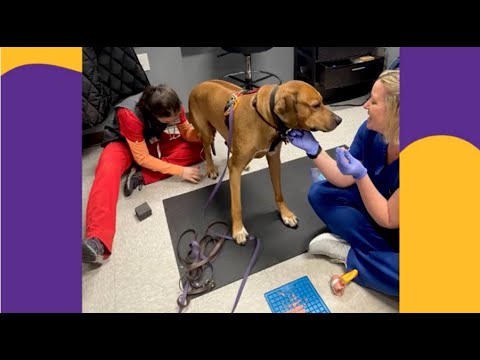 Preparing Your Dog for a Blood Draw