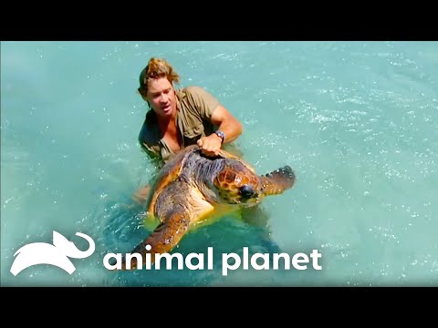 Steve Irwin’s Encounters with Sea Creatures | The Crocodile Hunter | Animal Planet