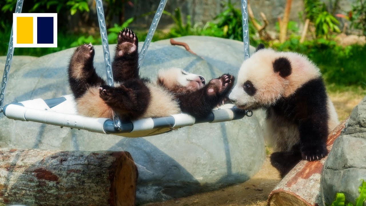 Meet Hong Kong’s giant panda twins