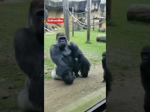 Baby Gorilla HIT His Dad With a Bat… Then This Happened 😂