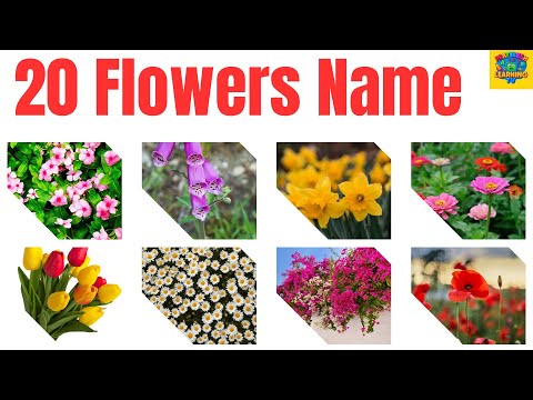 Flowers name in english and hindi | 20 फूलों के नाम हिन्दी और इंग्लिश में