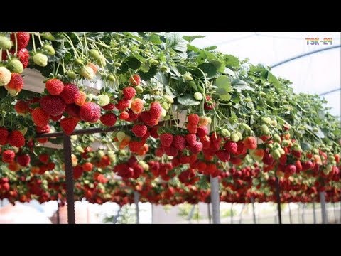 download lagu mp3 mp4 More Plantation Sessions, download mp3 More Plantation Sessions free download, download mp3 More Plantation Sessions