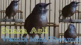 Download lagu Suara Asli Wambi Mini/Hwamei Gacor pas buat Masteran dan mikat mp3