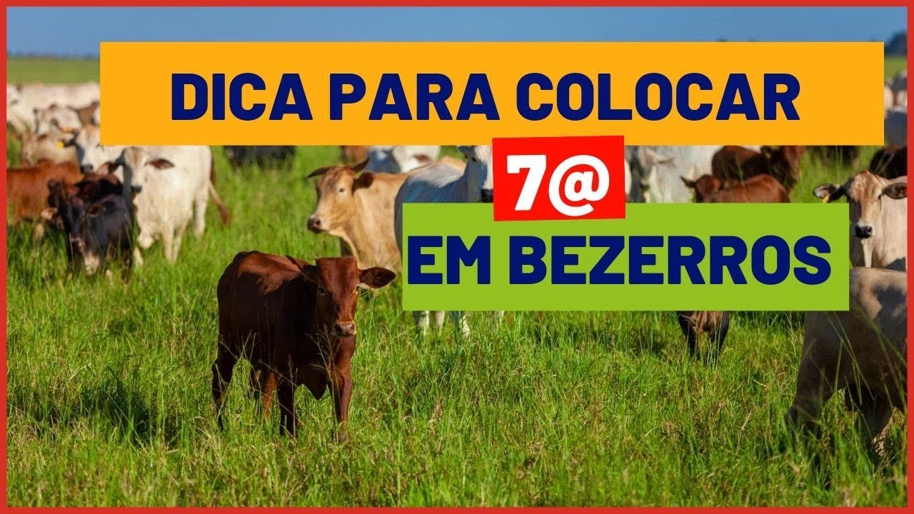 Tem como levar BEZERROS de 7 para 14 ARROBAS em 1 ano?