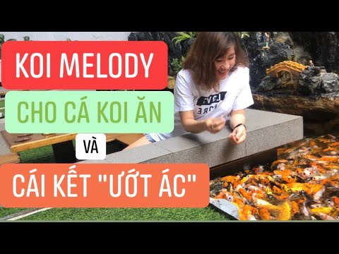 Cà phê cá KOI độc đáo - Koi Melody Coffee Cà Phê Cá Koi Đẹp Như Thủy Cung Tại Sài Gòn HCM
