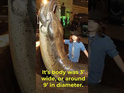 How Big Was TITANOBOA!? #shorts #titanoboa