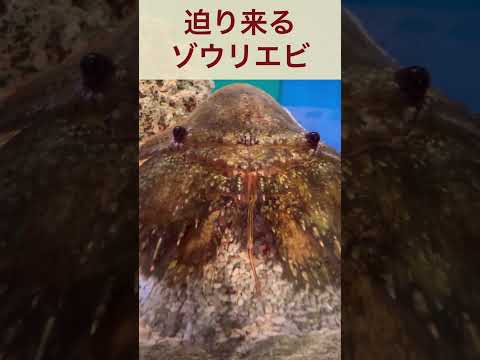 水族館のエビのケア