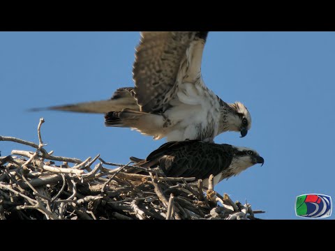 Osprey Breeding Footage Sequence 1/4
