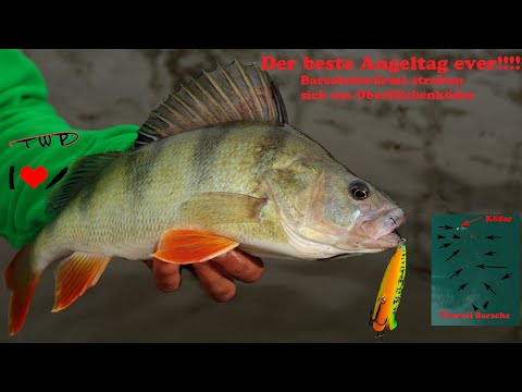 Der Beste Angeltag ever!!! Barschschwärme streiten sich um Oberrflächenköder
