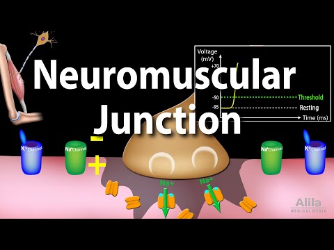 Neuromuscular Junction, Animation