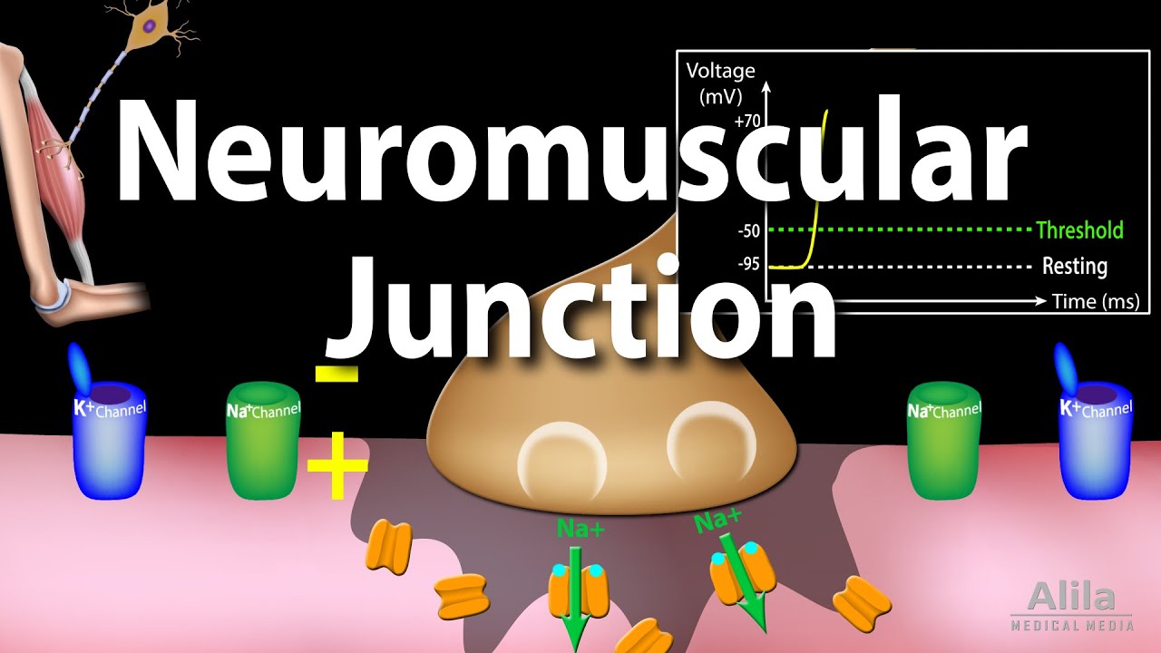 Neuromuscular Junction, Animation