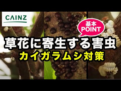蘭のコナカイガラムシを駆除するにはどうすればよいですか?それらを永久に除去するための5つの自然な治療法  庭園