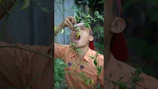 Download lagu Adik makan cabe belum matang mp3 Download lagu Adik makan cabe belum matang mp3