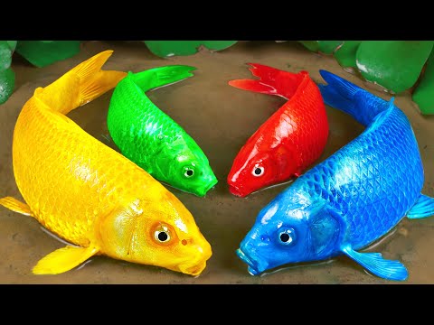 Stop Motion Experiment ASMR | Colorful KOI Fish Trap Catfish With Scorpions Cooking Under Primer Mud
