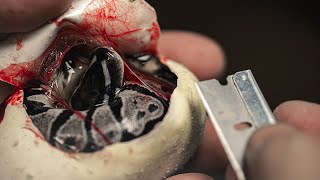 SNAKE EGG CUTTING!! 2 PYTHON CLUTCHES REVEALED!! | BRIAN BARCZYK