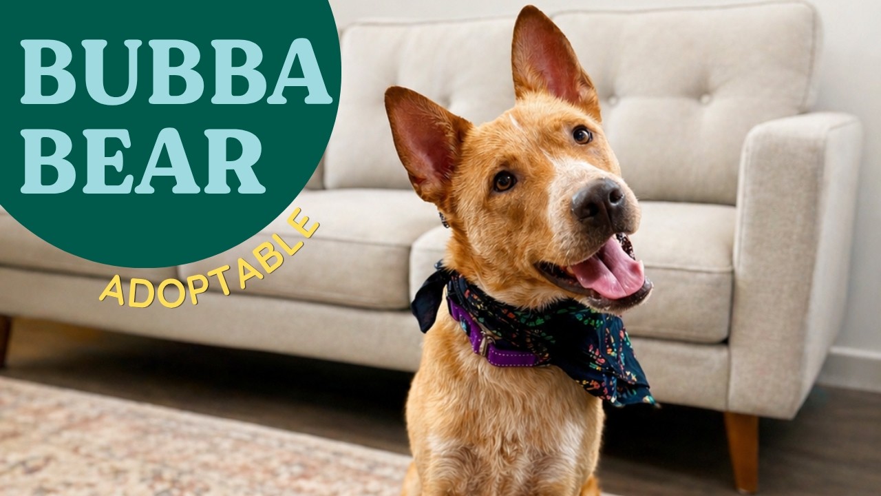 Enlarge Bubba Bear Best Boy, a Adoptable mixed breed in Cincinnati, OH video 6/6