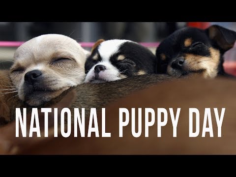 It's National Puppy Day...Need We Say Anymore?