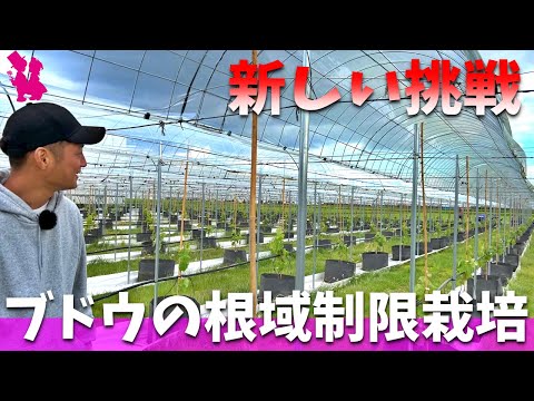 園芸 ブドウ栽培とオーガニック