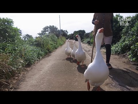 , title : 'The Four Loyal Geese On Guard For A Grandmother | Kritter Klub'