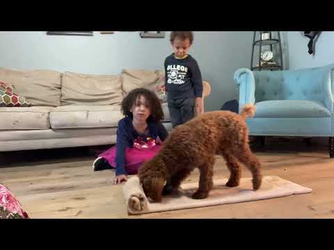 DMWYD Canine conditioning and fitness level 2: Spruce the miniature poodle