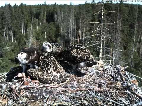 EENet Kalakotka pesakaamera 2 Osprey Ilmar&Irma 20130728 1121am