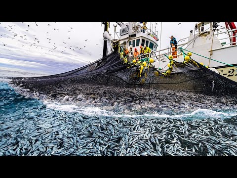 This is How Fisherman Catch Hundreds Tons Herring - Net Fishing, Big Catching on The Sea #05