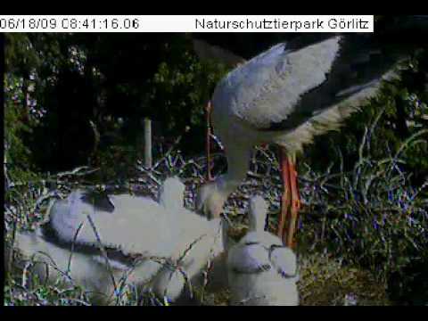 Storchennest Görlitz 18 -06 -09 Fütterung