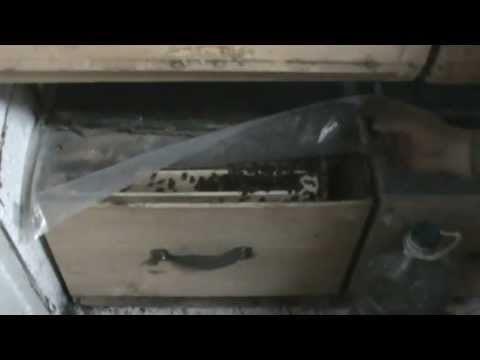 6/8 Familie de albine super dezvoltata in primavara in "Bio Stup - Ioan Ursu" pavilion apicultura