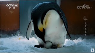 [心情] 企鵝也有渣男