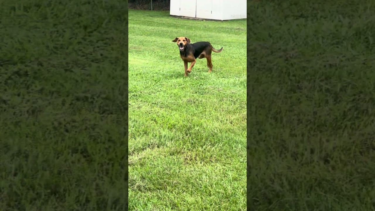 Mr. Bear, a Adoptable Hound in Rocky Mount, NC video 3/3