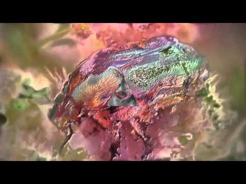 Família Madá - Cristal Prod. Laudz