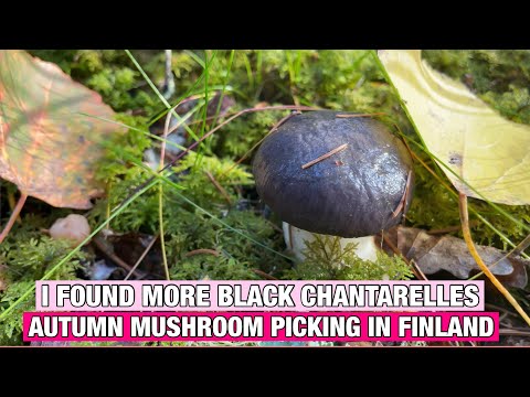 FOUND MORE BLACK CHANTARELLES || MUSHROOM PICKING IN FINLAND