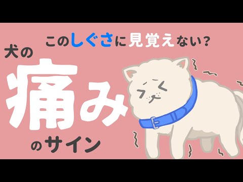 私の犬がどこからともなく痛みの叫び声を上げます - 一体何が原因でしょうか?