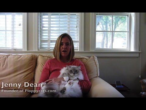 Floppycats Ragdoll Cat Blog Indiegogo Campaign Video