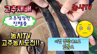 고추재배. 농사TV 고추농사에 도전,  점적테이프 비교 [농사TV]