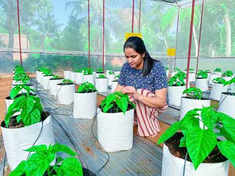 Journey of the Hot pepper planting in time lapse