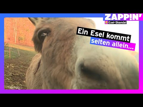 Esel-Skandal | Zappin‘