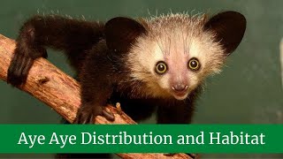 Aye Aye Interesting Facts and Features || Aye Aye Distribution and Habitat