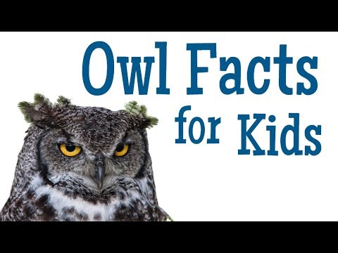 image-Do owls have 3 eyes?