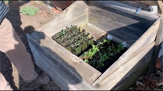 Gardening expert Mark Cullen gives tips on using cold frames